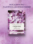 Сирень. Символ русского сада — фото, картинка — 1