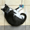 Игрушка для кошек 