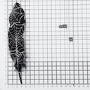 Перо декоративное обработанное 