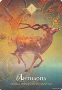 The Spirit Animal Oracle. Духи животных. Оракул (68 карт и руководство в подарочном оформлении) — фото, картинка — 16
