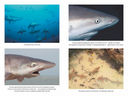 Императоры глубин. Акулы. Самые загадочные, недооцененные и незаменимые стражи океана — фото, картинка — 2