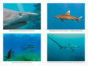 Императоры глубин. Акулы. Самые загадочные, недооцененные и незаменимые стражи океана — фото, картинка — 4