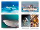 Императоры глубин. Акулы. Самые загадочные, недооцененные и незаменимые стражи океана — фото, картинка — 5