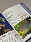 Рыбы коралловых рифов — фото, картинка — 3