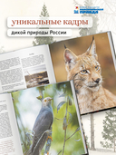 Тайная жизнь леса. Русская природа в фактах и зарисовках — фото, картинка — 2