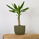 Горшок с дренажной системой 