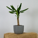 Горшок с дренажной системой 