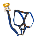 Шлея с поводком 